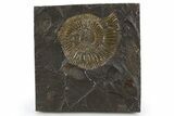 Dactylioceras Ammonite Fossil - Posidonia Shale, Germany #305715-1